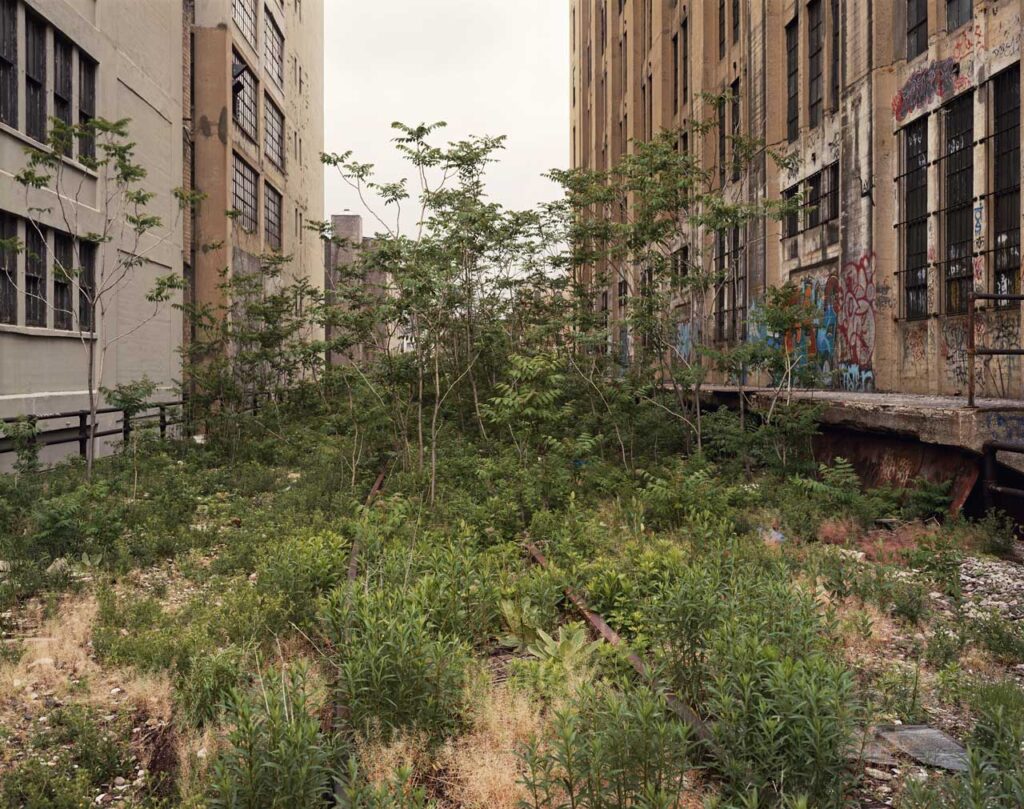 Joel Sternfeld's iconic photograph of Ailanthus trees in the Flyover, May 2000. Photo: Joel Sternfeld, used with permission