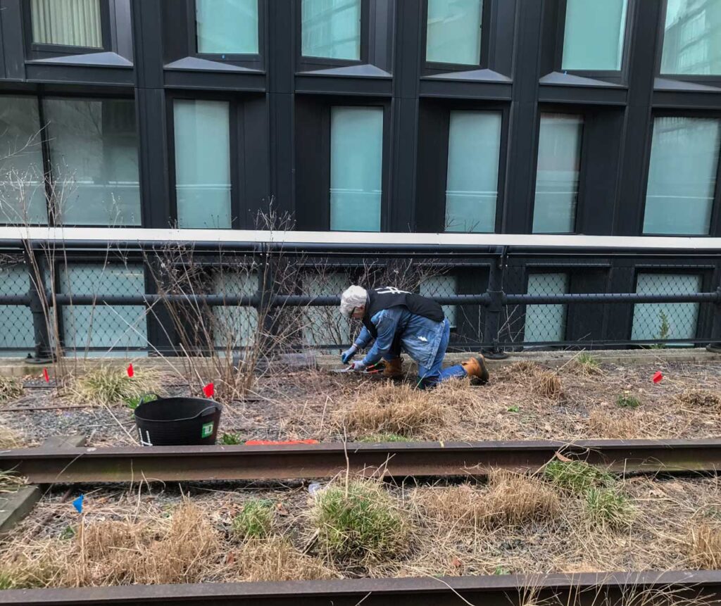 Cutback volunteer on the High Line, March 2019. Photo: Annik LaFarge, author of On the High Line