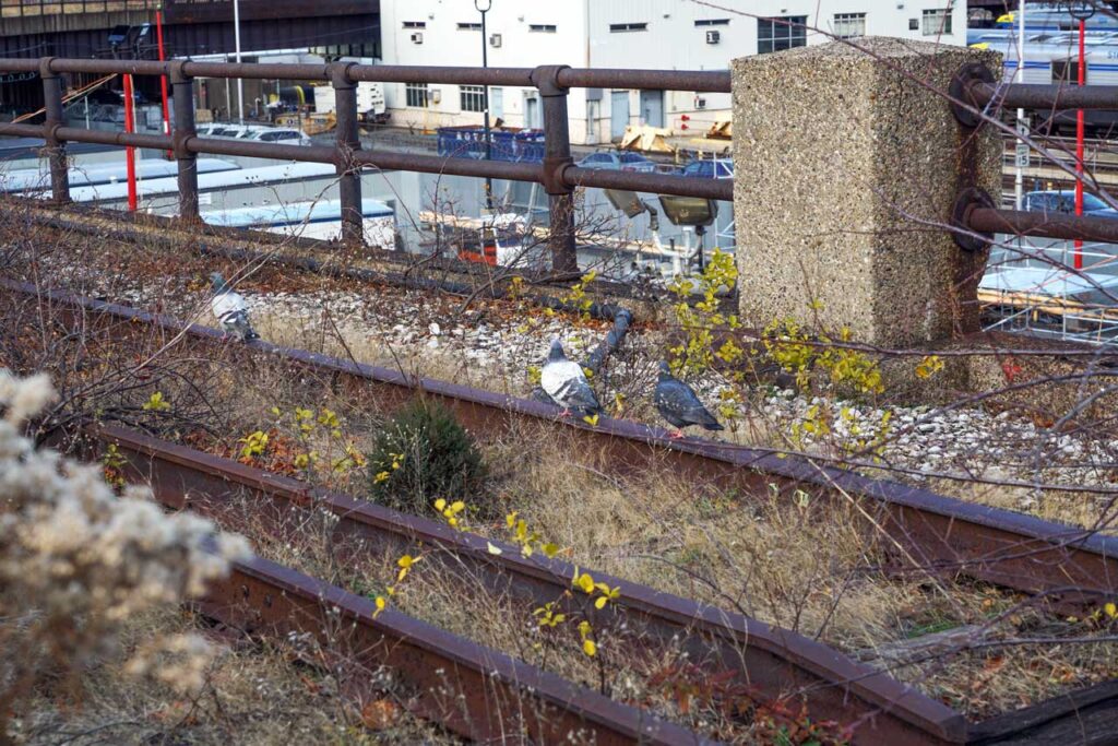 Evergreen volunteer in the Western Rail Yards on the High Line with pigeons walking the rails, December 2016. Photo: Annik LaFarge, author of On the High Line