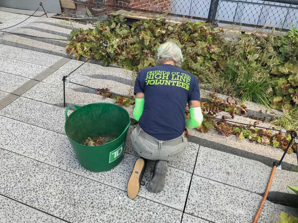 A volunteer working in the High Line's garden, August 2017. Photo: Annik LaFarge, author of On the High Line