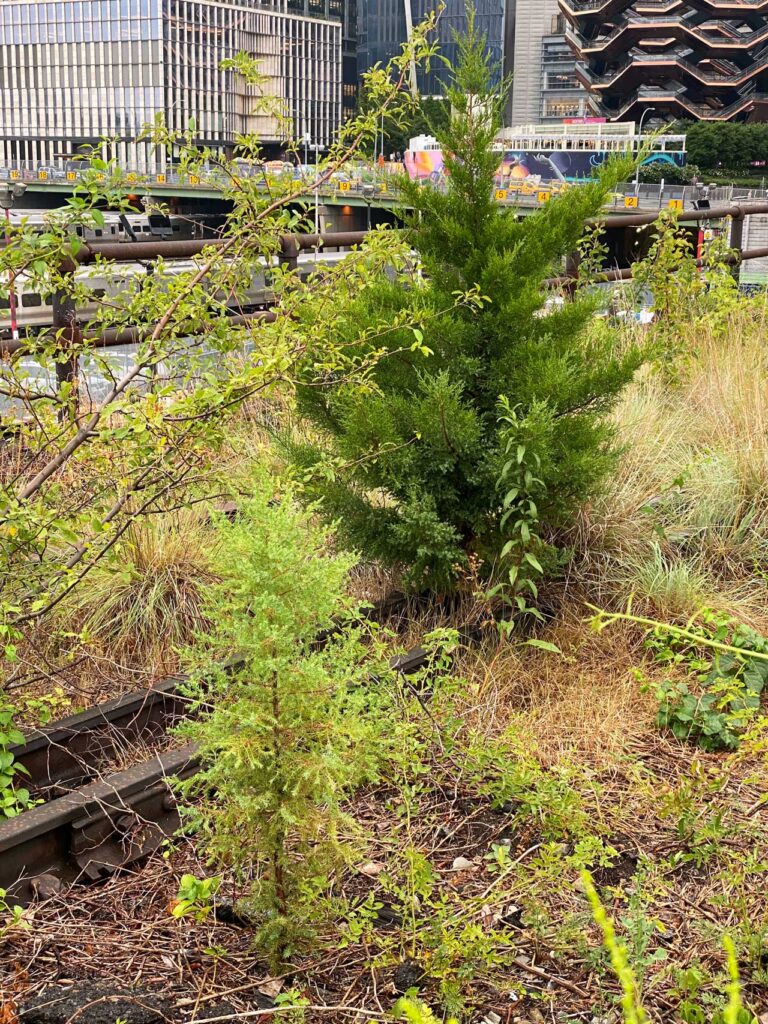 Evergreen volunteer in the Western Rail Yards on the High Line, July 2022. Photo: Annik LaFarge, author of On the High Line