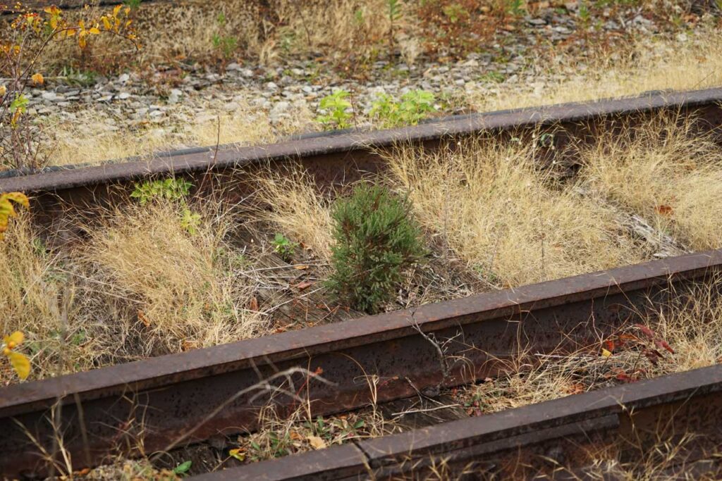 Evergreen volunteer in the Western Rail Yards on the High Line, November 2015 Photo: Annik LaFarge, author of On the High Line