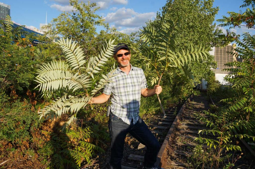 Tom Smarr, head of horticulture for Friends of the High Line, in the interim walkway in August 2013 holding Staghorn sumac (right hand) and Ailanthus altissimo (left hand). Ailanthus was always present all over the wild High Line, but sumac was found only in this one place near 34th street. Photo: Annik LaFarge, author of On the High Line