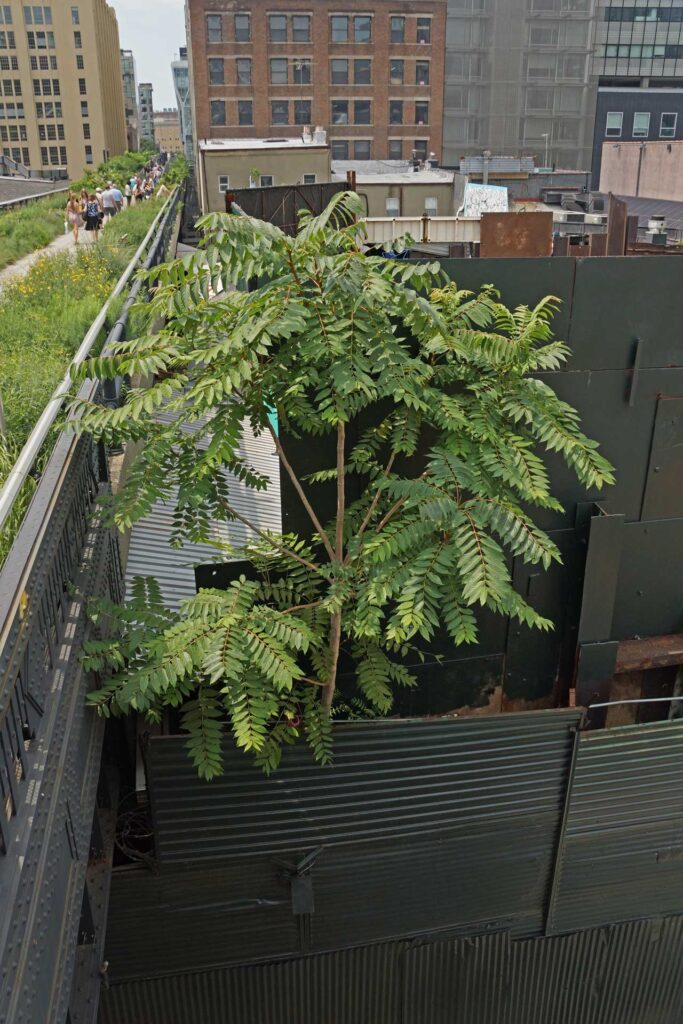Still here: ailanthus altimissa -- or is it sumac? -- growing in a scrap yard at 28th Street, with the Flyover just steps away, July 2012. Photo: Annik LaFarge, author of On the High Line