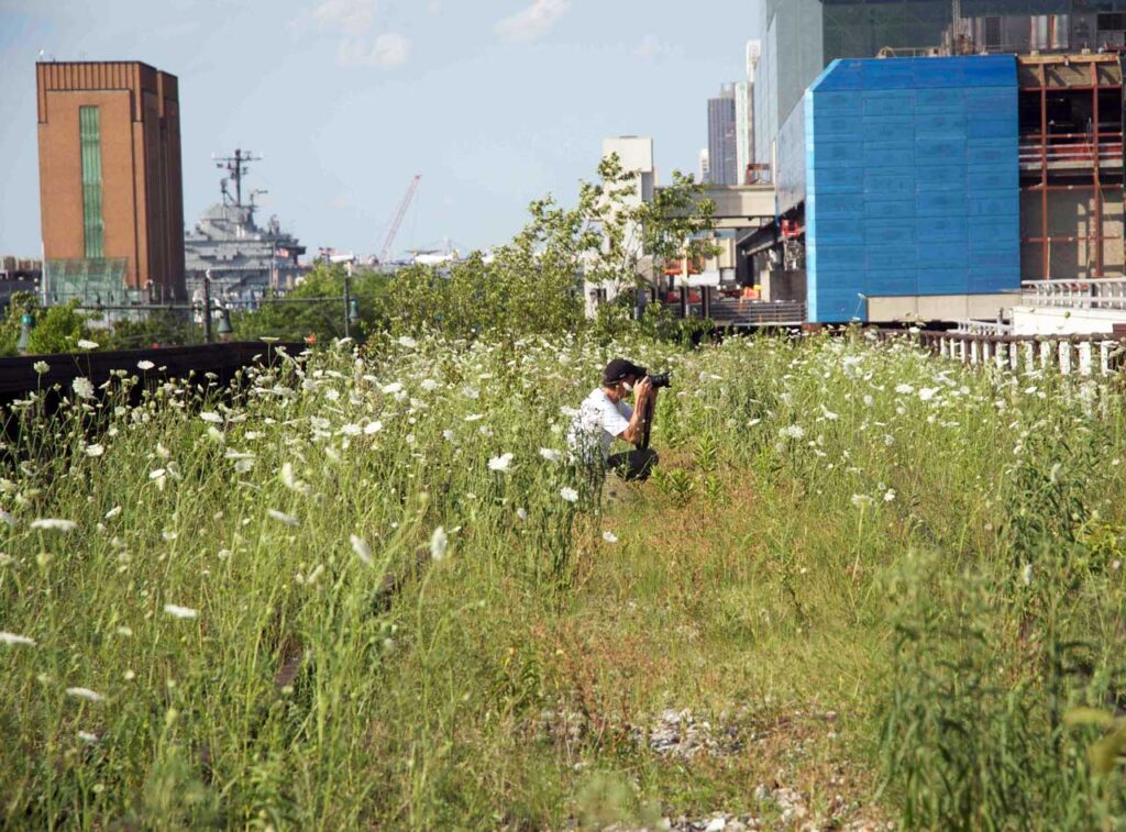 Rick Darke shooting across a field of Queen Anne's Lace in the Western Rail Yards, November 2011. Photo: Annik LaFarge, author of On the High Line