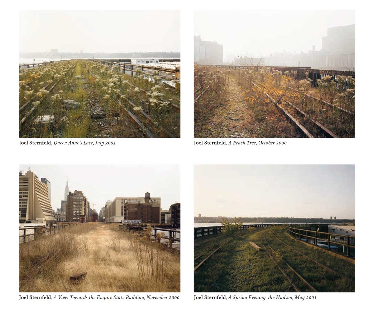 Images of the abandoned High Line with wild grasses and plants growing between the old railroad tracks