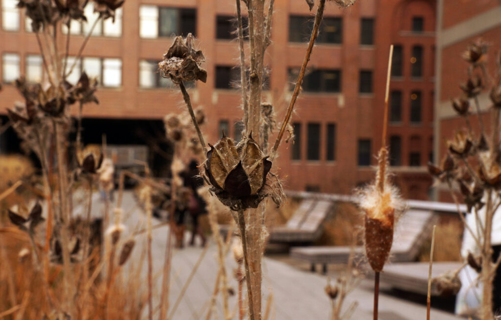 A spiky stalk in December 2011 in the Bog on the High Line